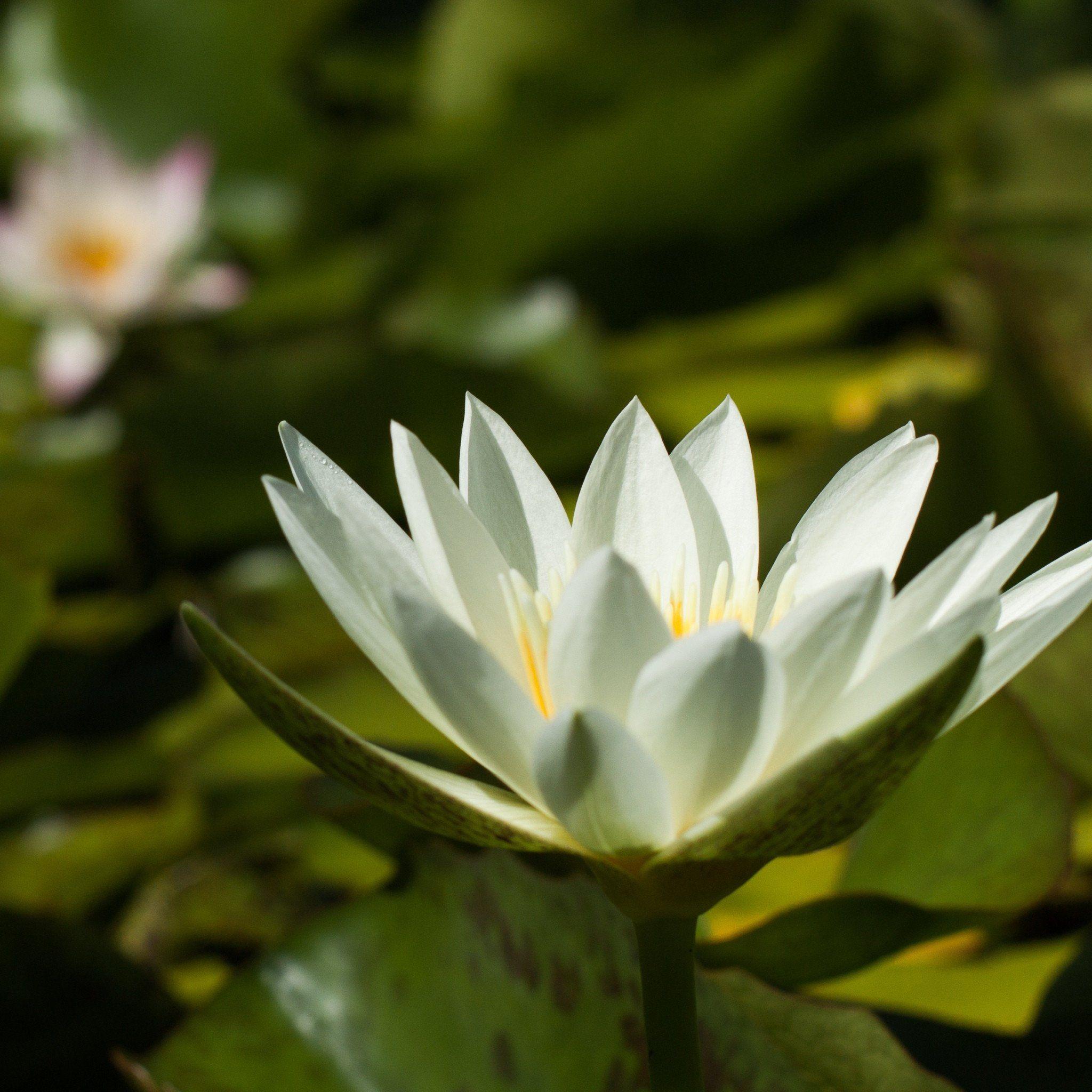White Delight Water Lily Wallpaper