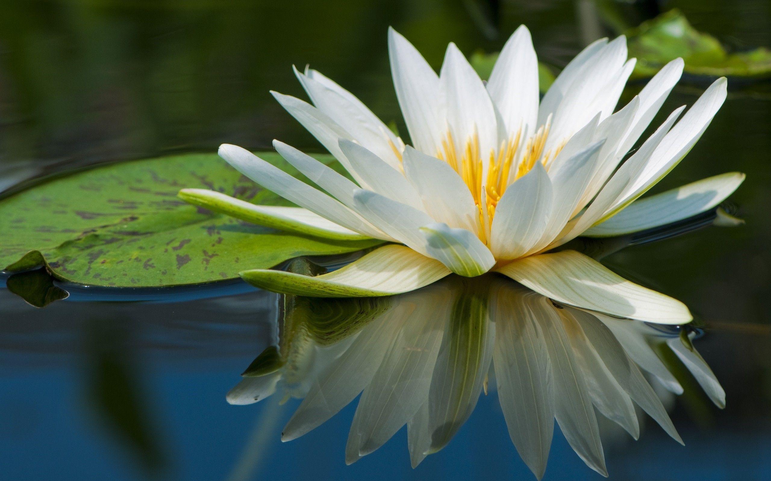 White Water Lily Wallpapers - Wallpaper Cave