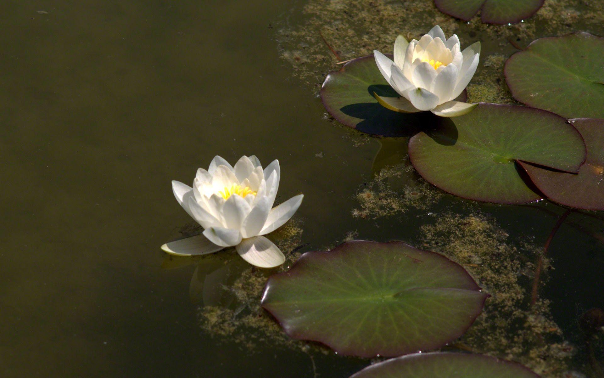 white waterlilies