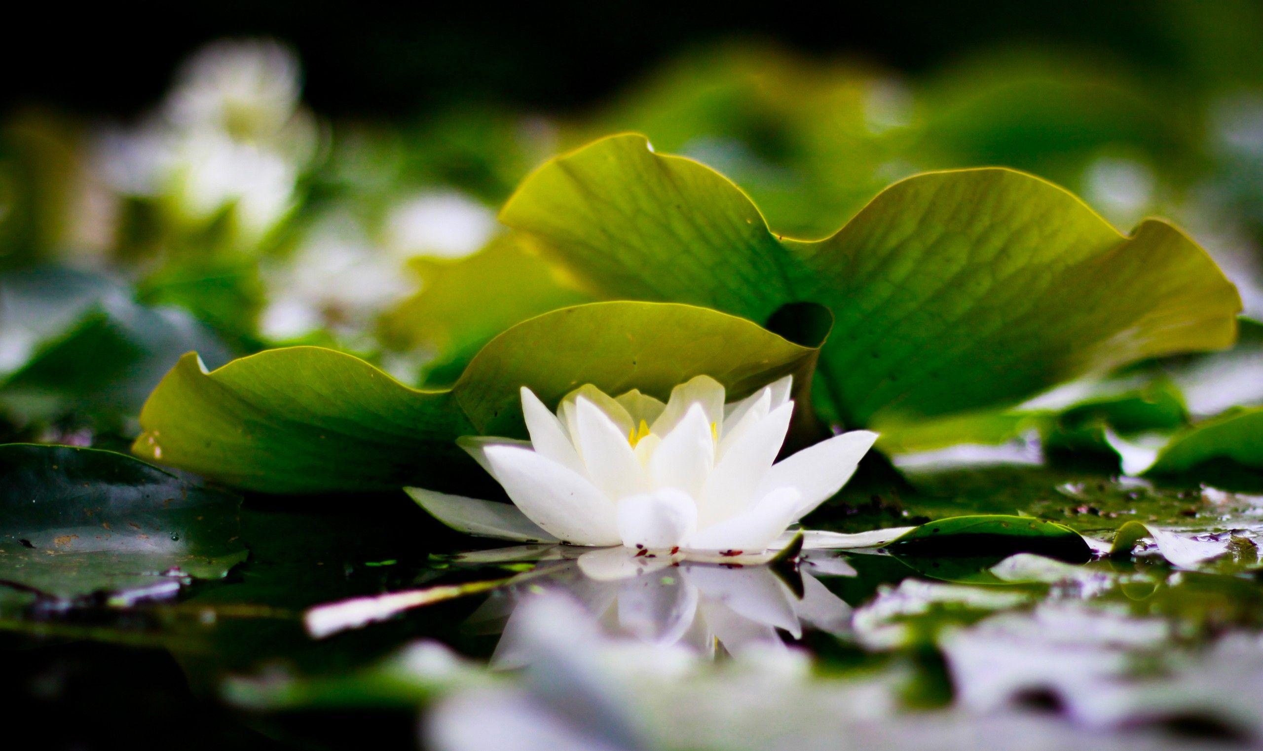 White Water Lily Wallpapers - Wallpaper Cave