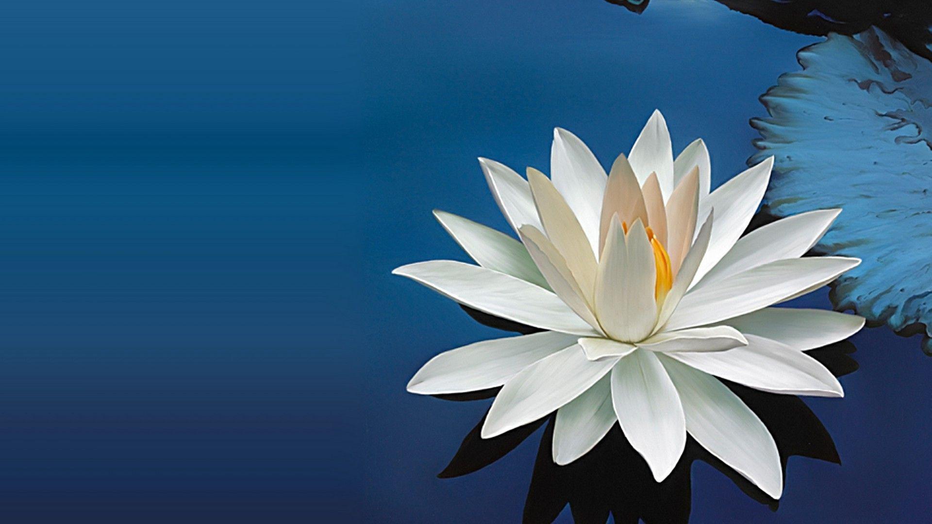 Water Lily Flower Leaf Water Shade June