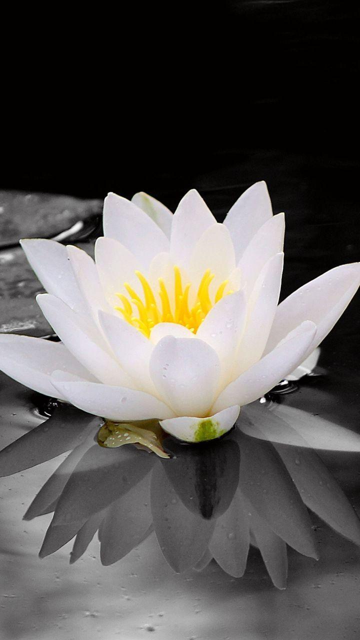 White, water lily, flowers, pond, portrait, 720x1280 wallpaper