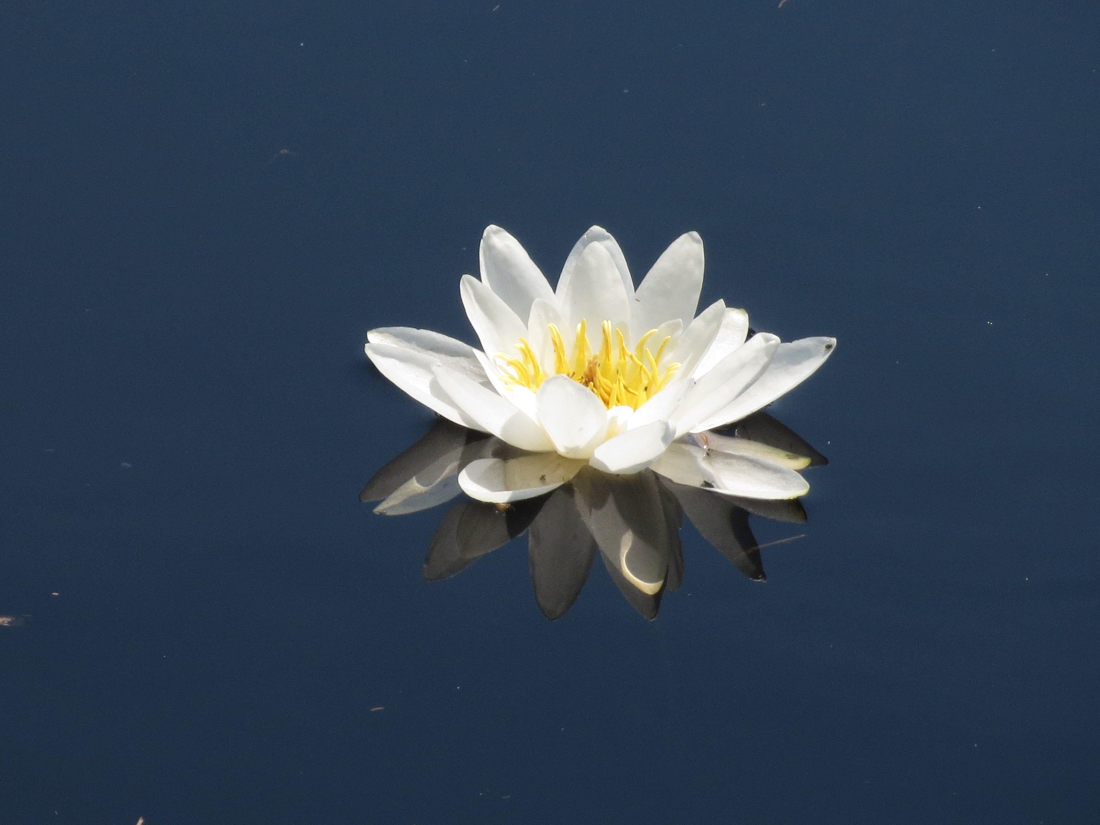 White water lily flower blooming on water HD wallpaper