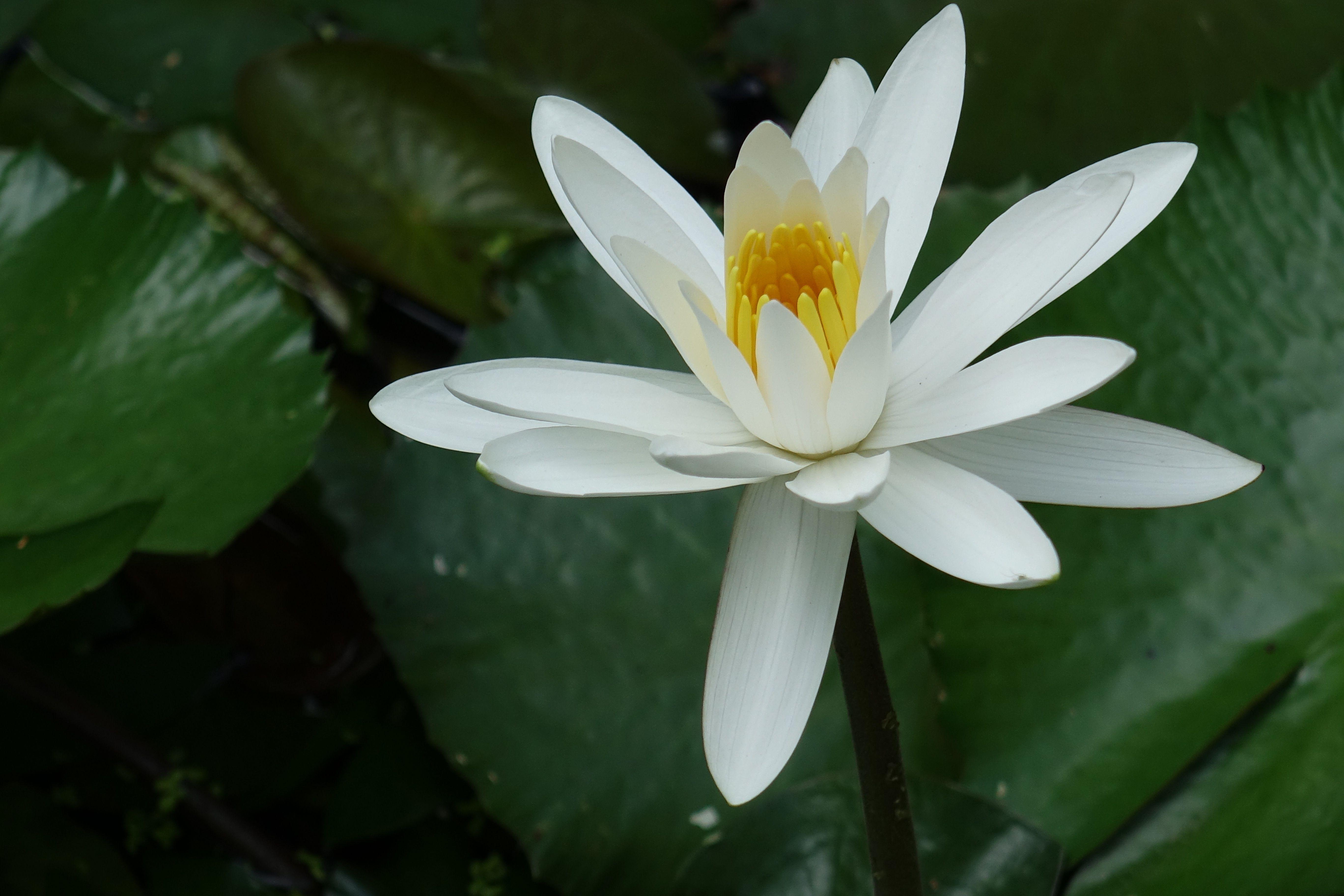 White Water Lily Wallpapers - Wallpaper Cave