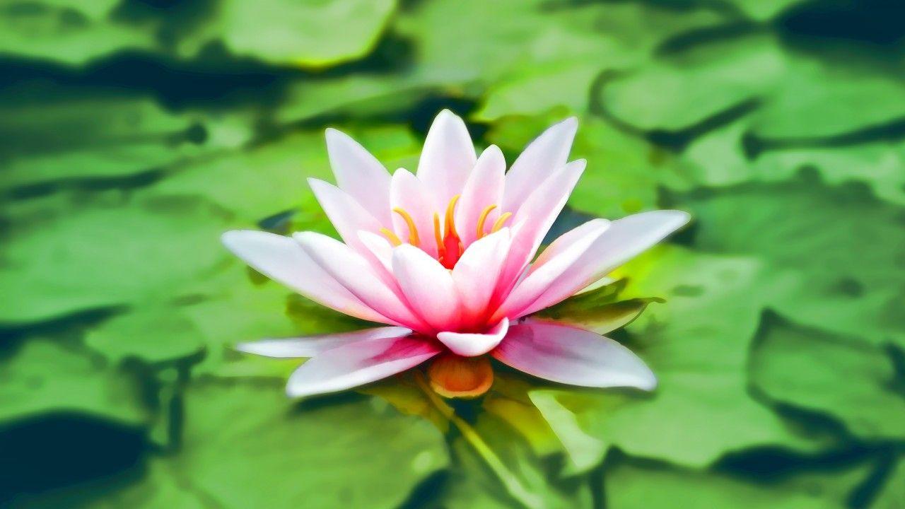 Wallpaper Water lily, 4K, Flowers