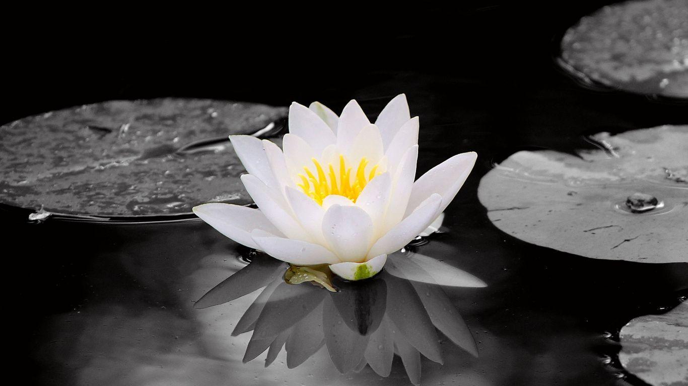 Download 1366x768 wallpaper white, water lily, flowers, pond