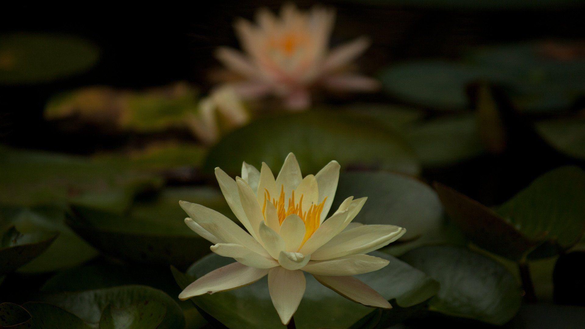 Creamy White Lily Wallpaper