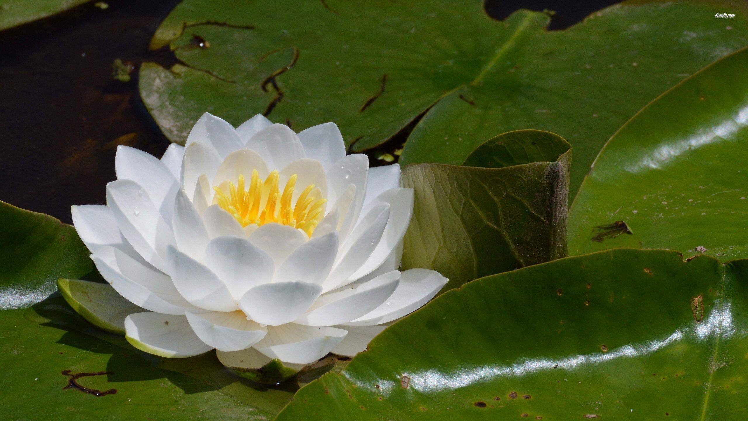 White water lily wallpaper wallpaper