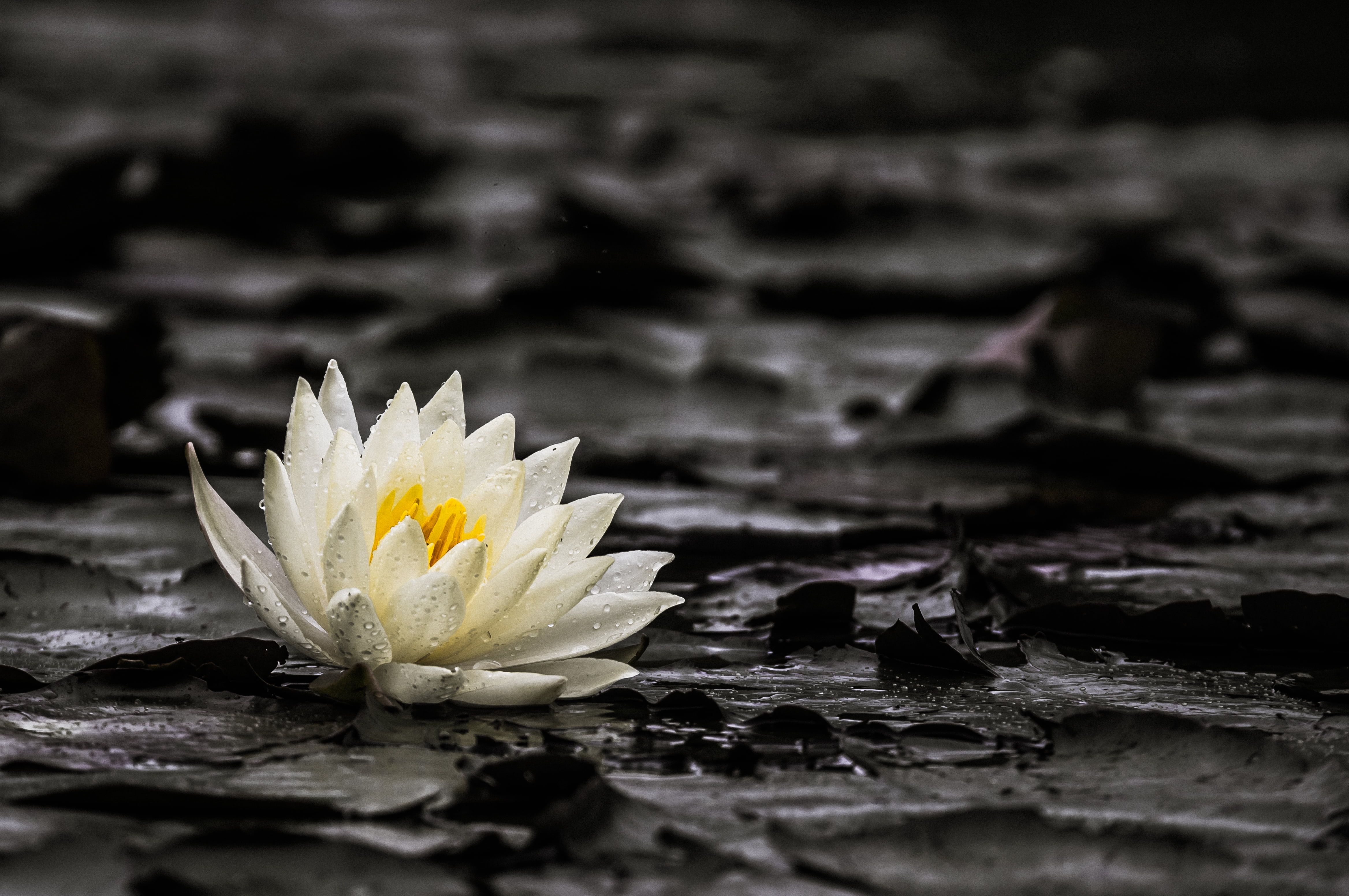 White petaled flower floating on water, water lily HD wallpaper