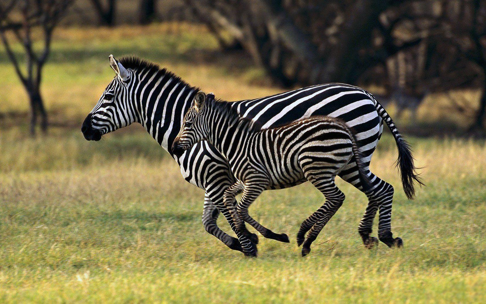Zebra HD Wallpaper and Background Image