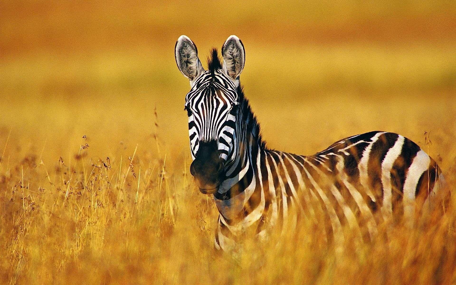 Zebra HD Wallpaper and Background Image