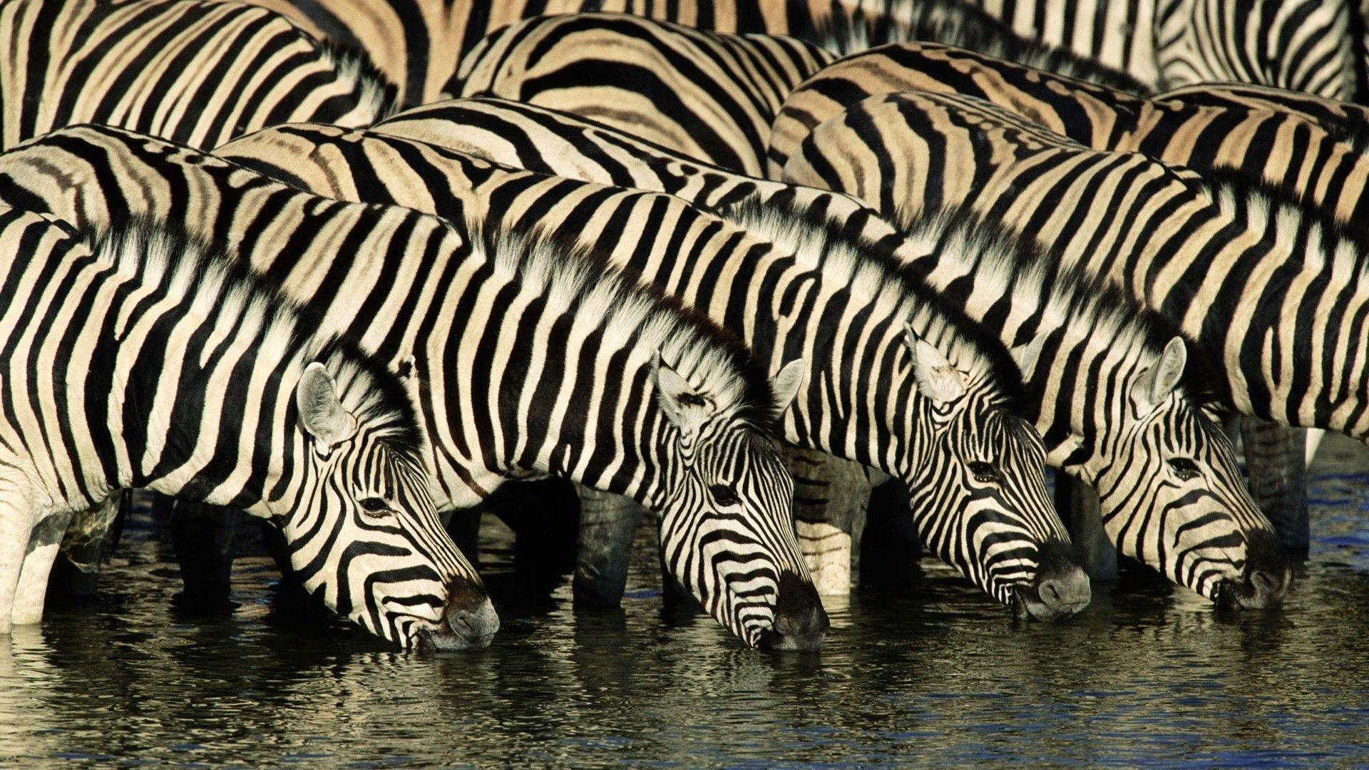 Zebra Wallpaper, Picture, Image