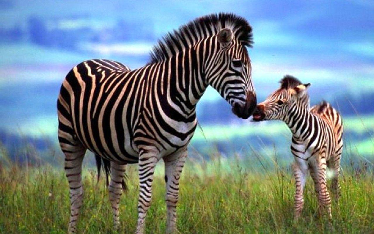 Animals Zebra Picture HD Wallpaper Download