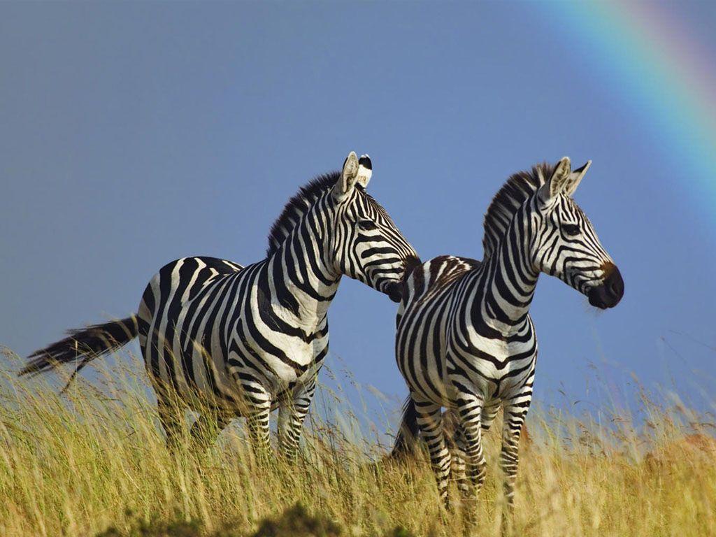 WildLife: Zebra HD Wallpaper 2012