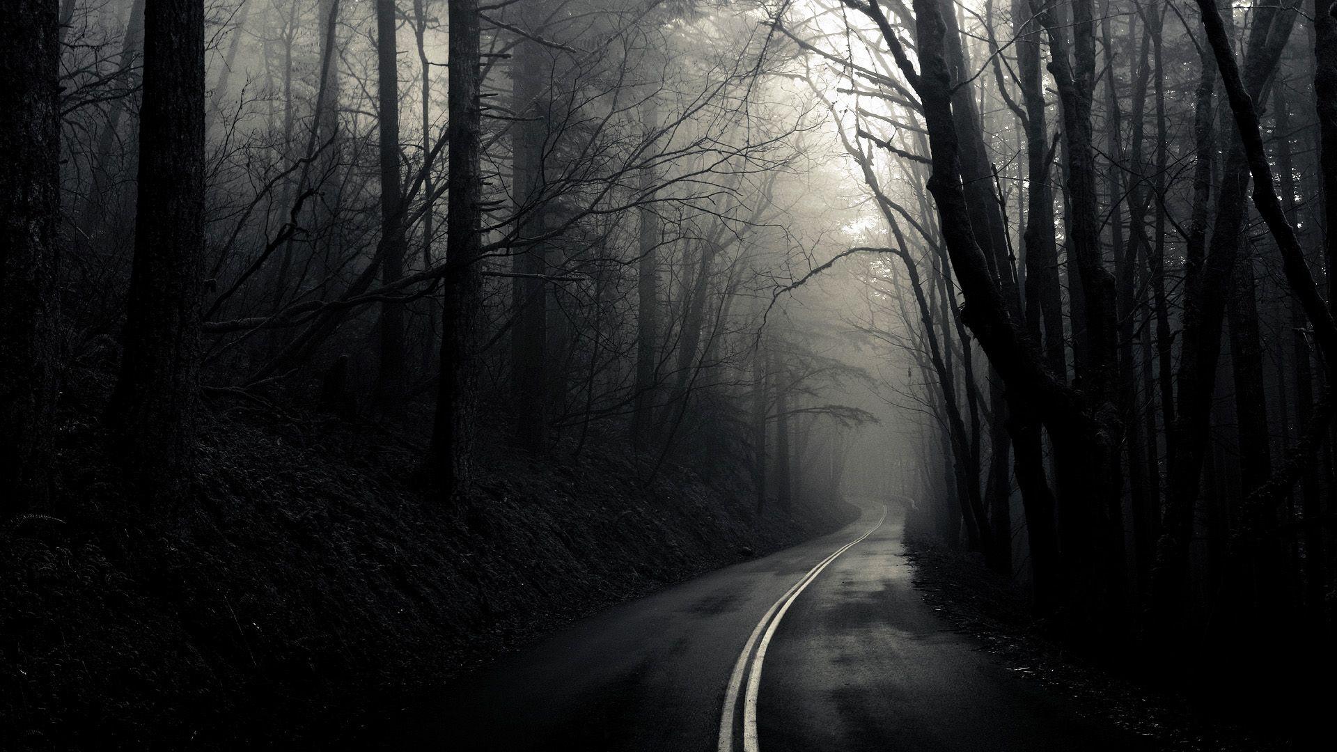 Dark Forest Background HD Wallpaper, Background Image
