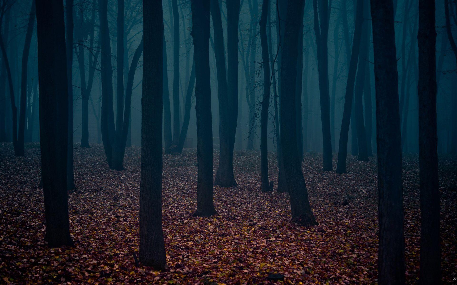 Dark Forest Background Background Image