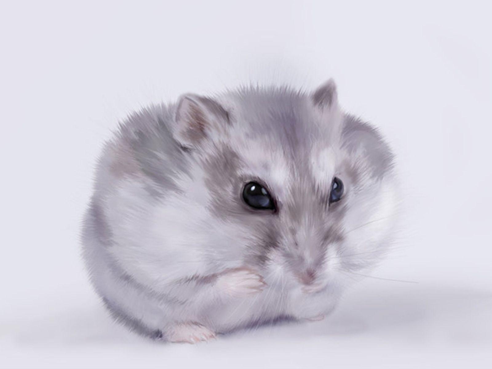 Hamster Wallpaper