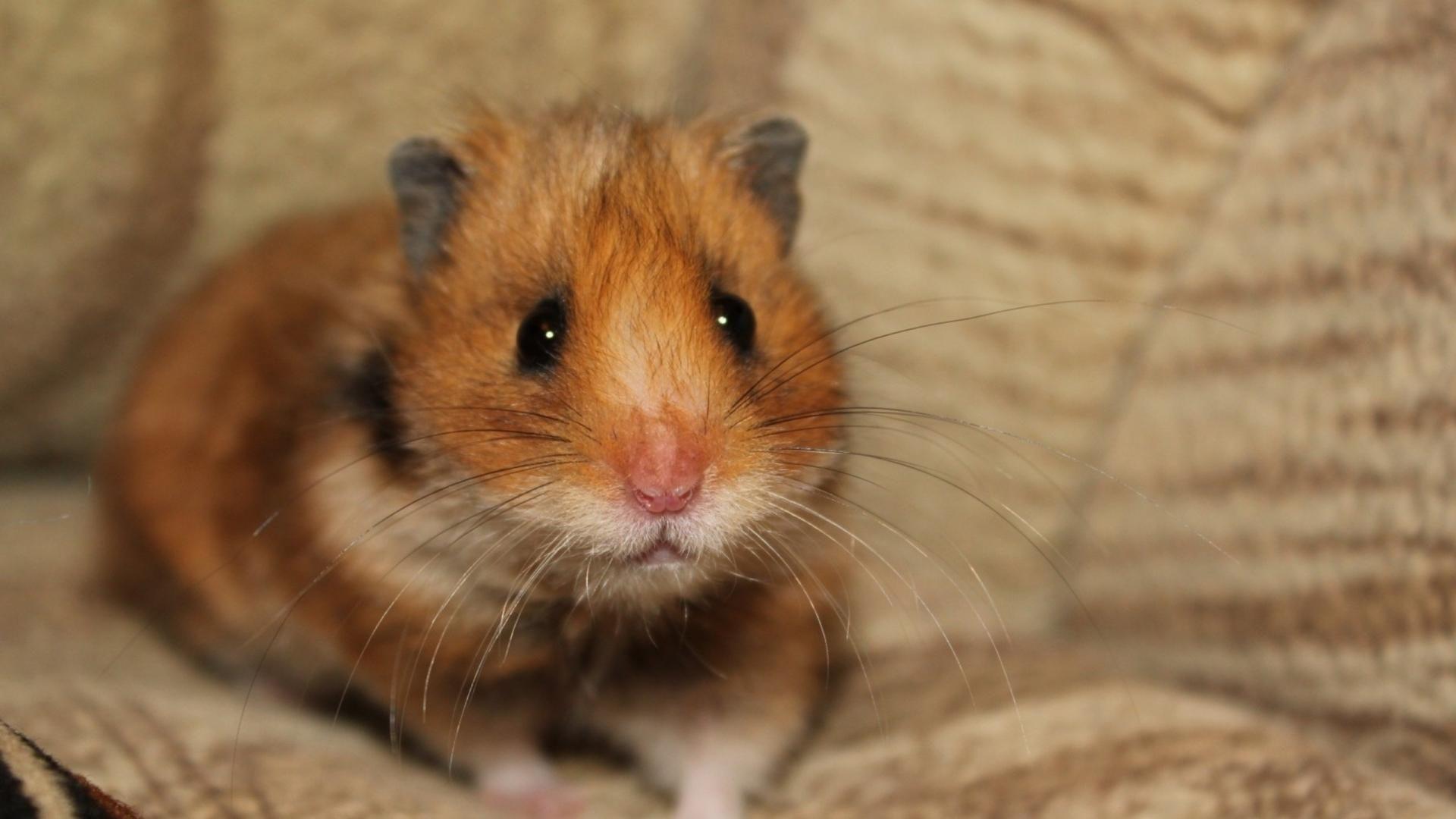 Hamsters wallpaper