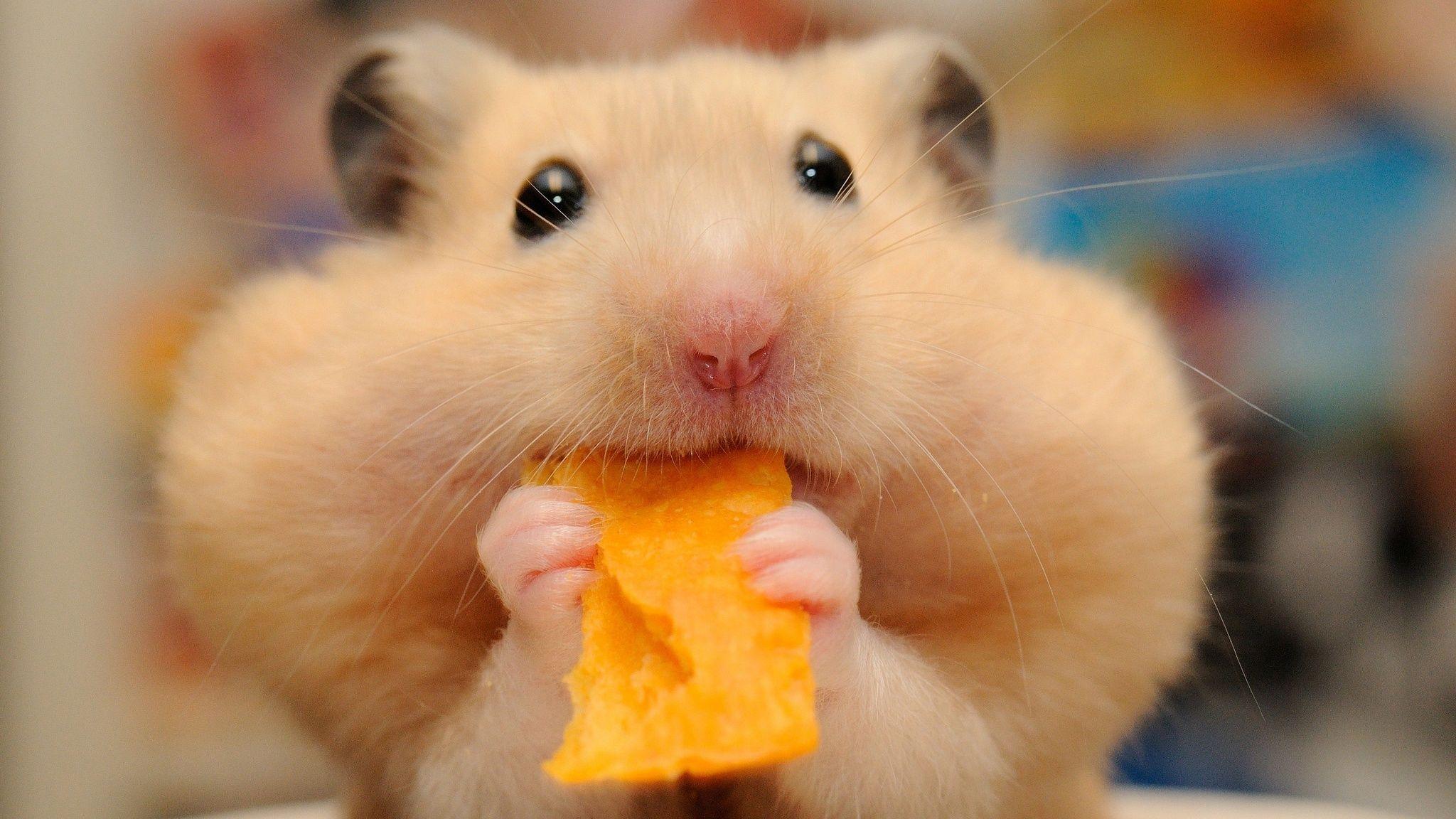 Photo Hamsters Funny Chips Animals Closeup 2048x1152
