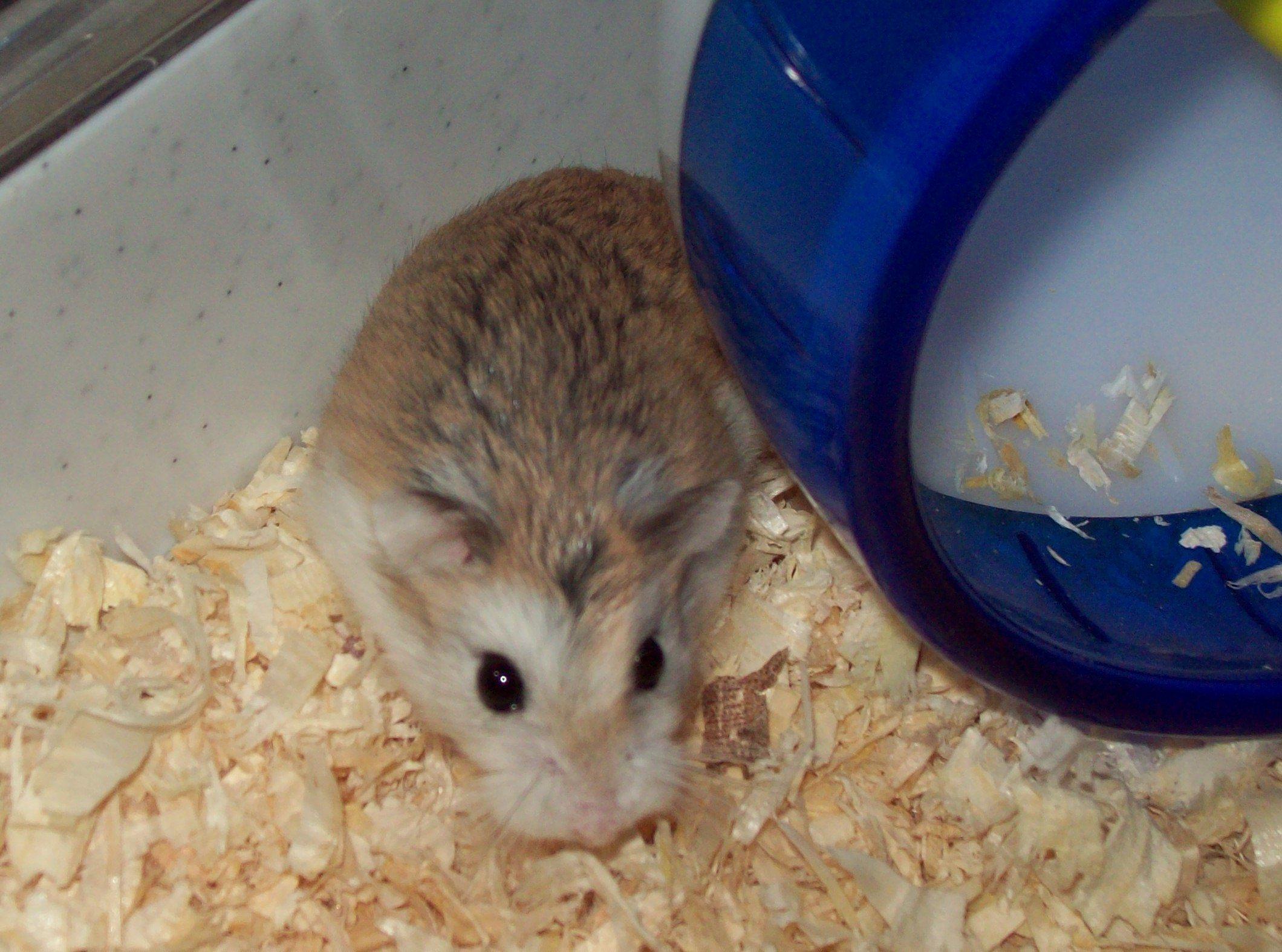 dwarf hamsters image Smudge HD wallpaper and background photo