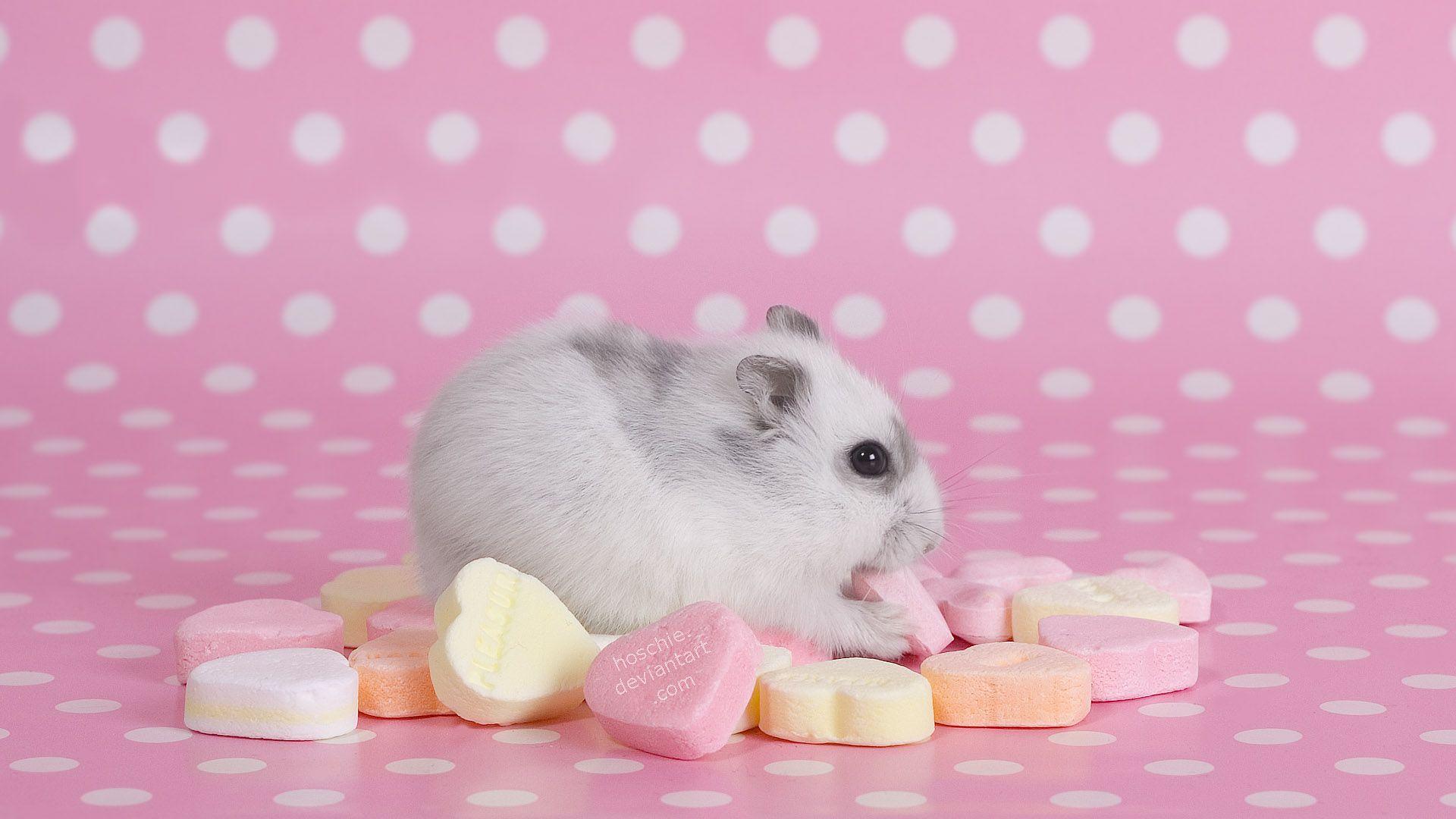 pink, hamsters, hearts, candies wallpaper