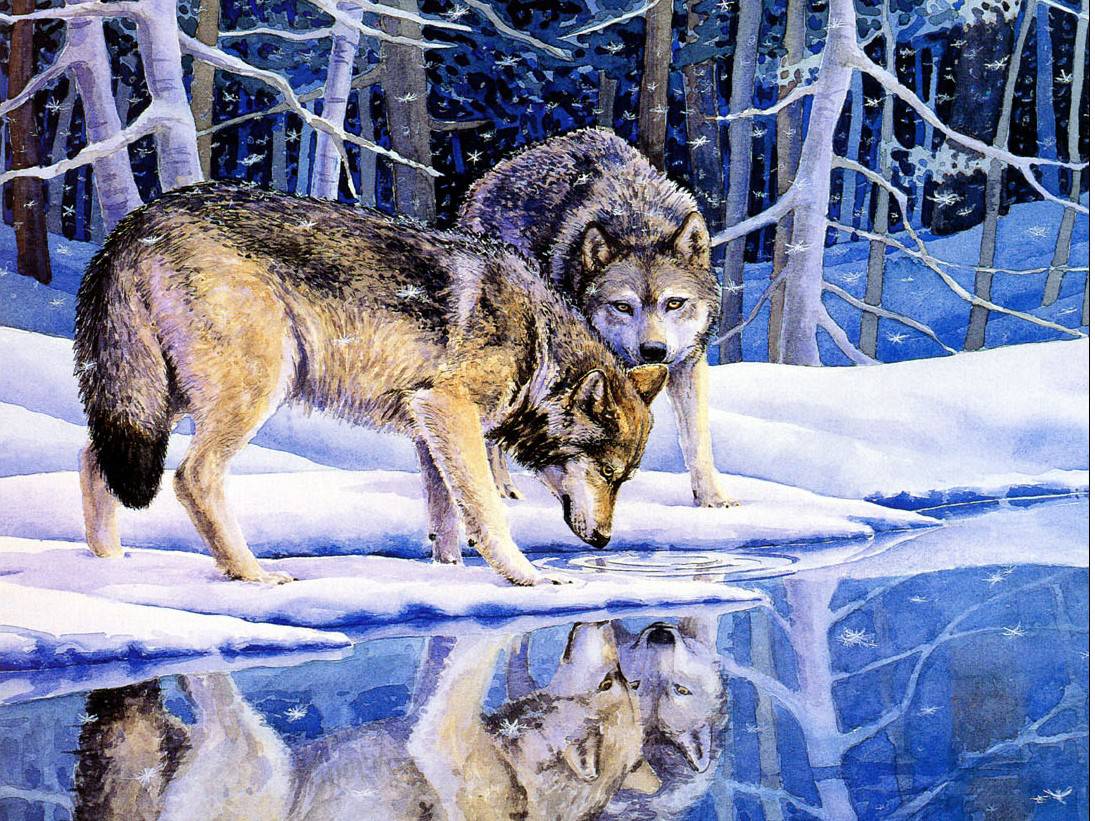 Winter Wolf Wallpaper
