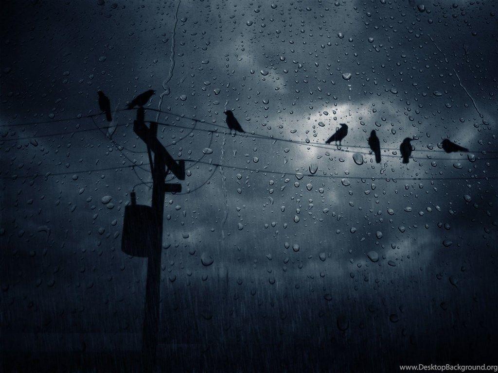 High Quality Crow Wallpaper Desktop Background