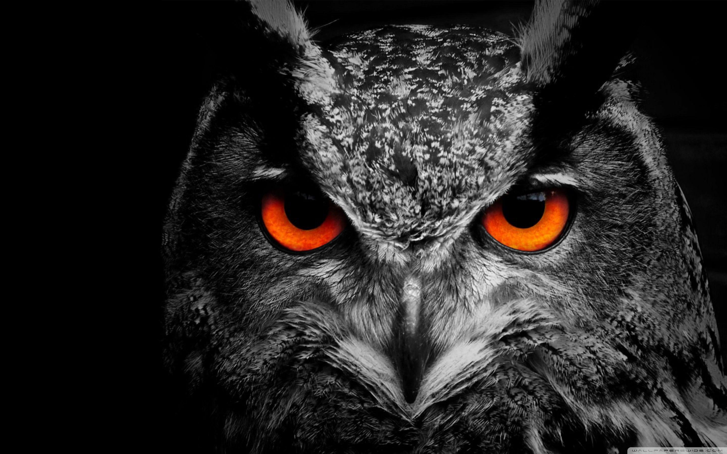 Owl Eye ❤ 4K HD Desktop Wallpaper for 4K Ultra HD TV • Wide & Ultra