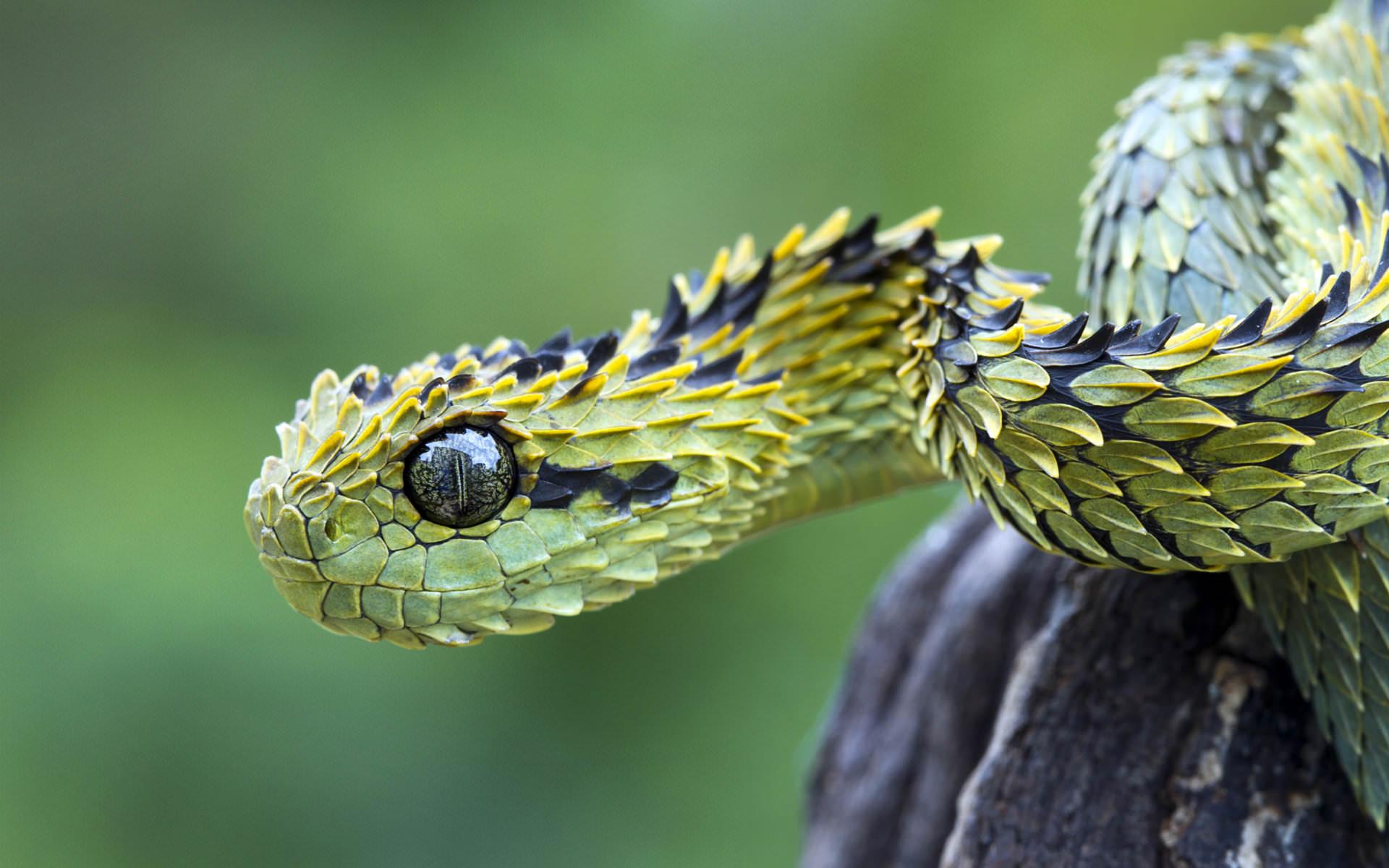 Viper snake wallpaper HD for desktop background