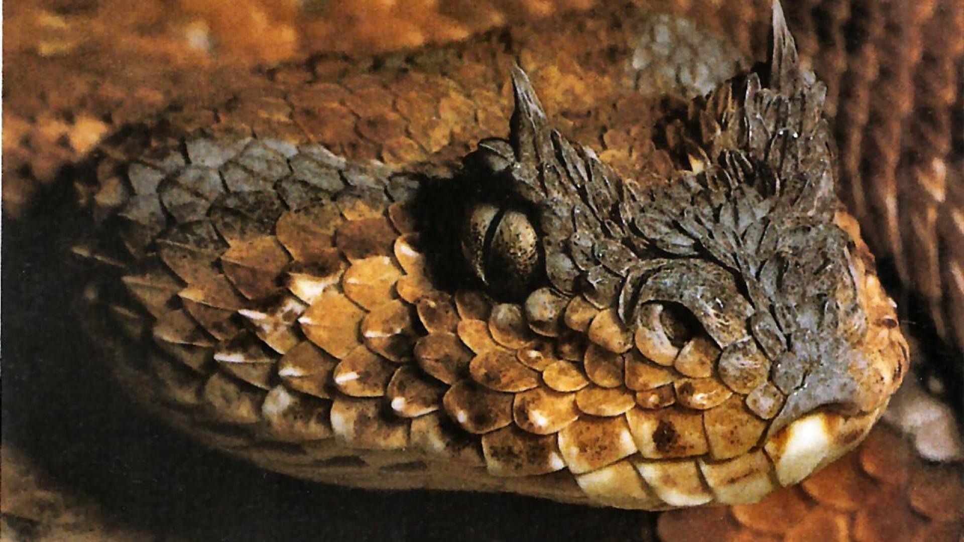 Horned Viper Snake Wallpaper HD Horned Viper Snake