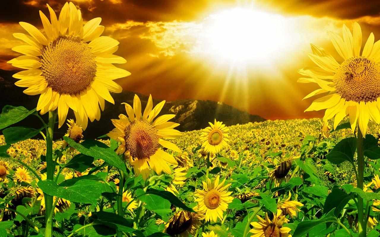 Sunflowers 3D Best HD Wallpaper