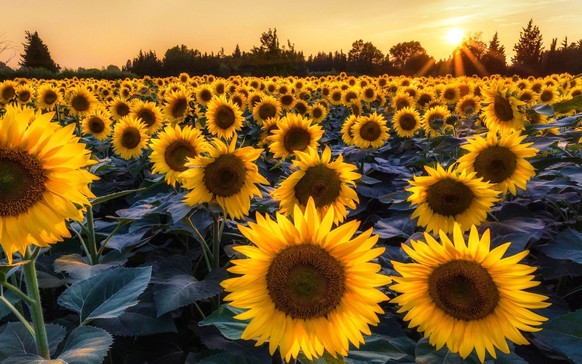Sunflowers garden with sunshine HD wallpaperNew HD wallpaper