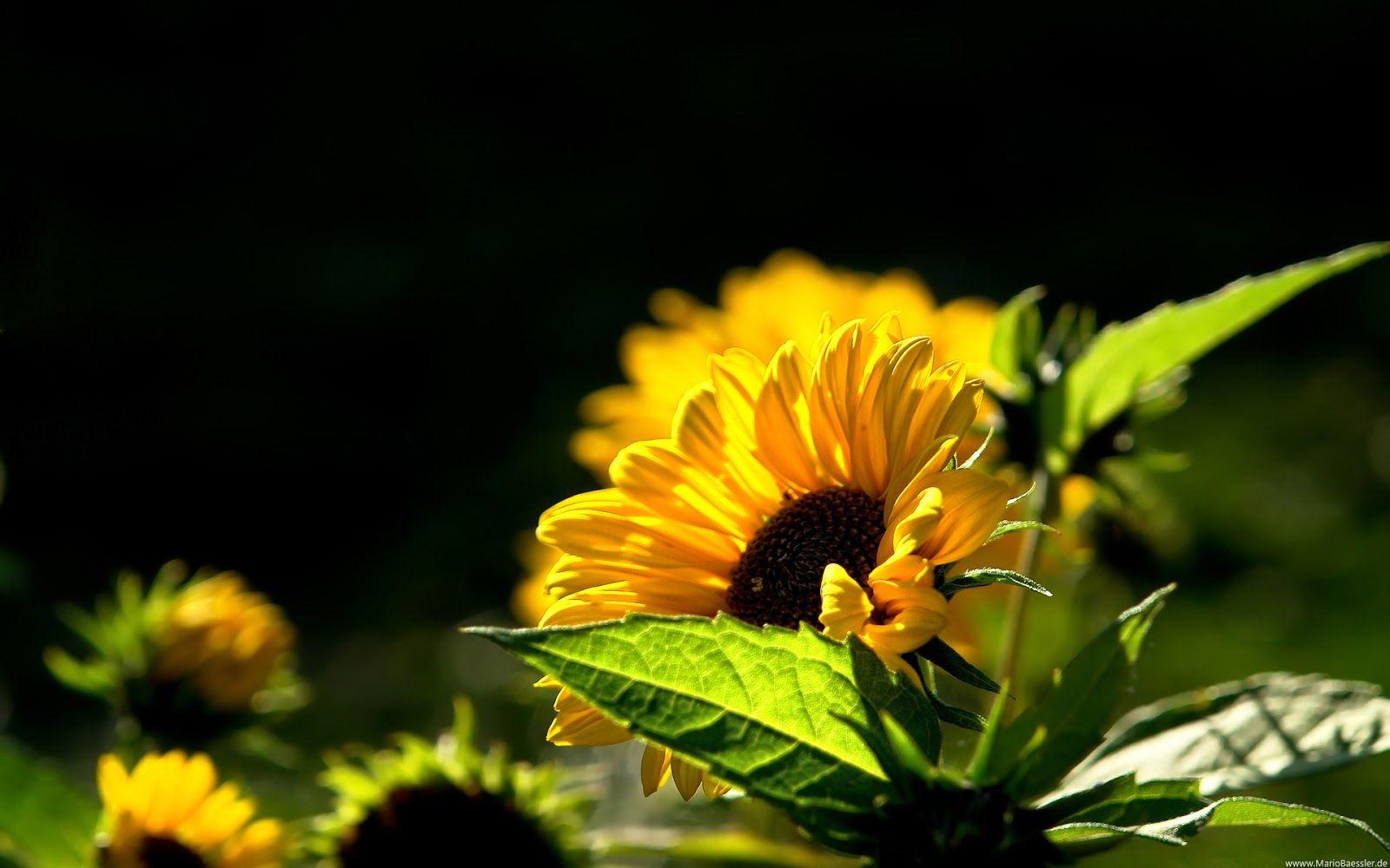 Sunflower Deskd Widescreen Wallpaper Background Full HD Pics