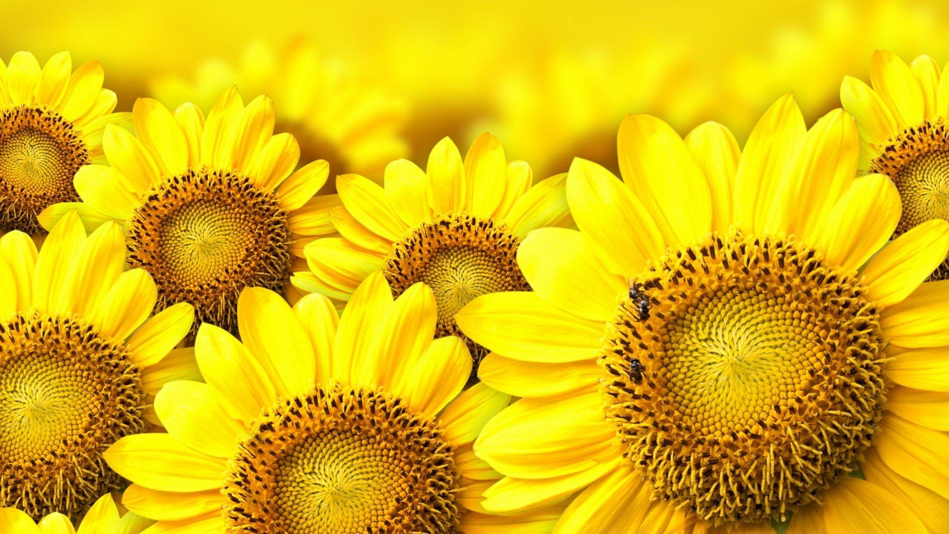 Flowers Sun Flower wallpaper (Desktop, Phone, Tablet)