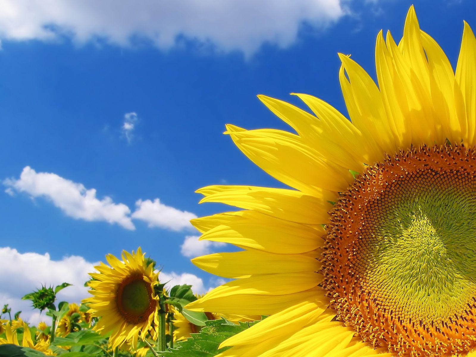 Sunflower background for computer HD wallpapers  Pxfuel