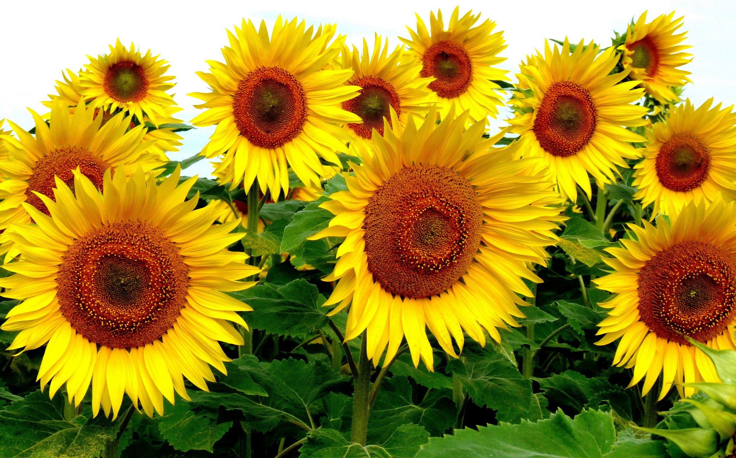 Flowers: Sunflowers Flowers Nature Desktop Wallpaper 3D for HD 16:9