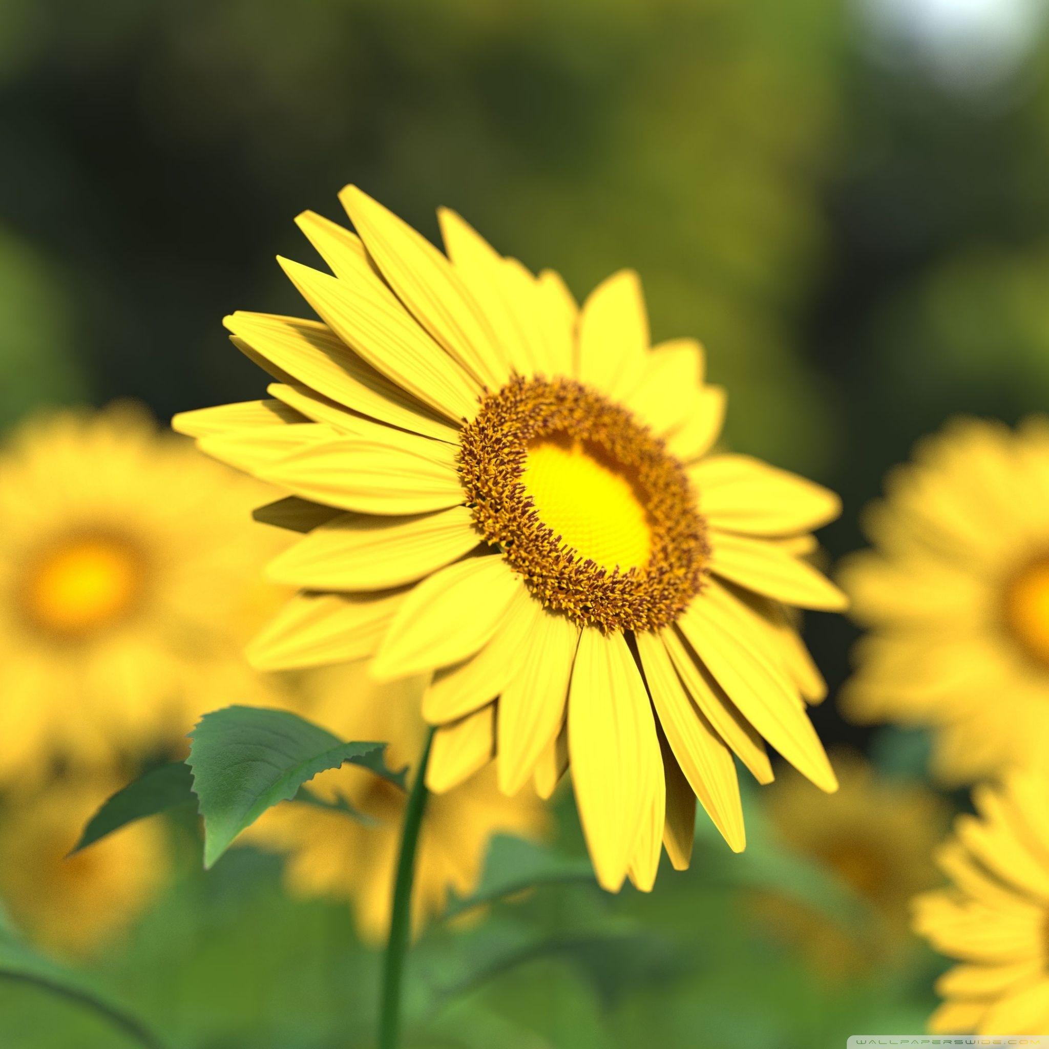 Sunflowers 3D ❤ 4K HD Desktop Wallpaper for 4K Ultra HD TV • Wide