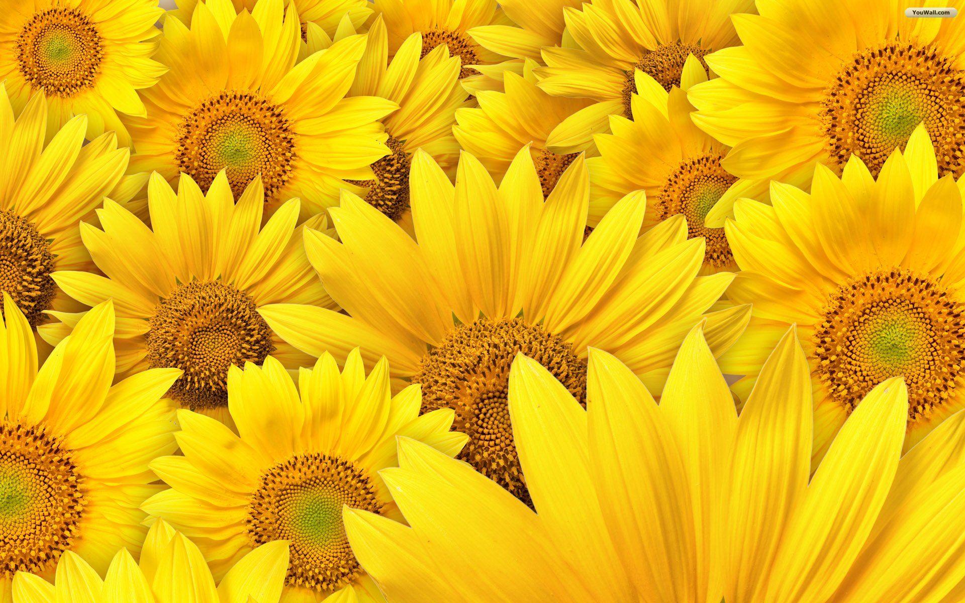 Sun Flowers Wallpaper Desktop