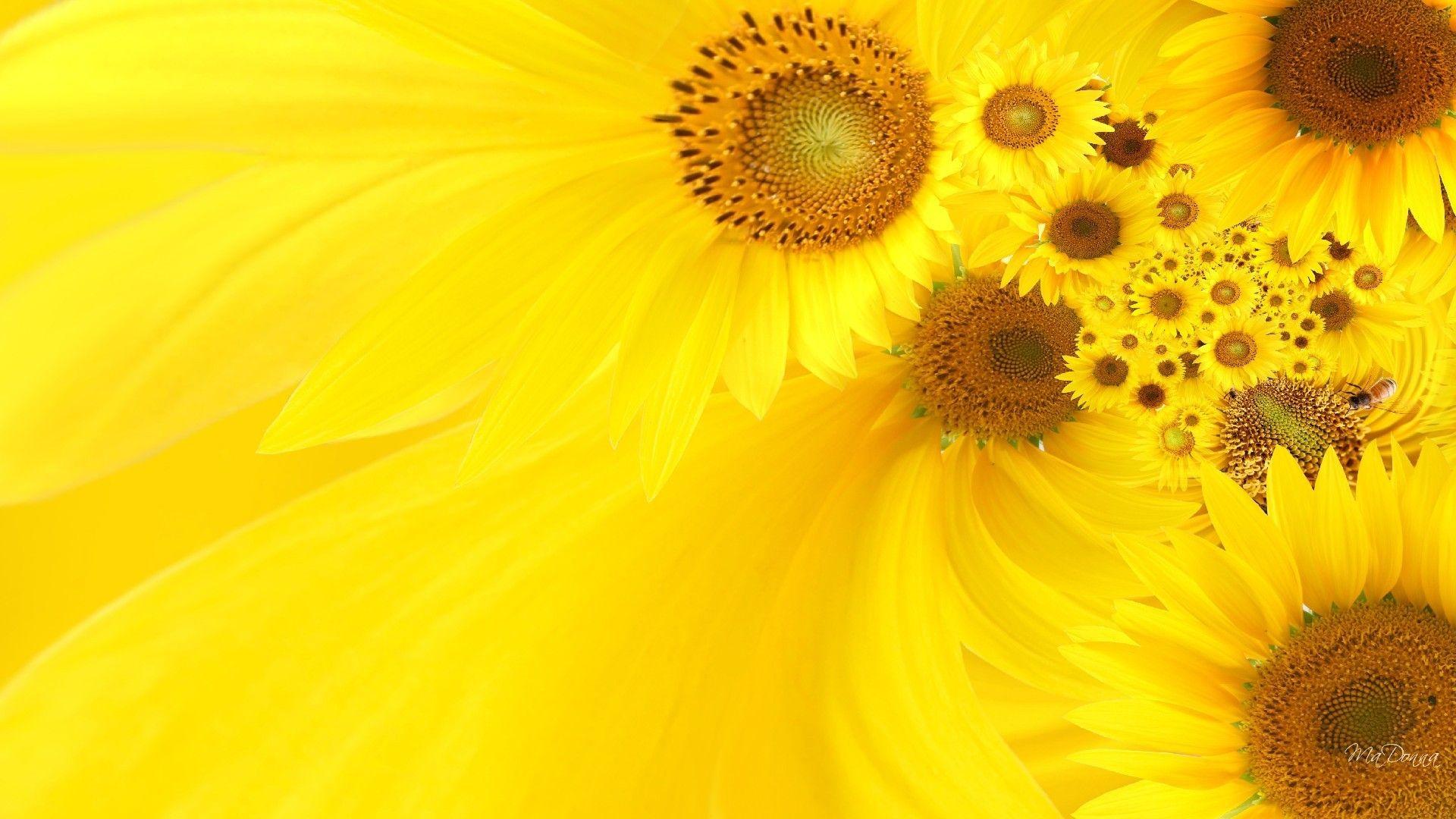 Sunflower 3D Widescreen Desktop Wallpaper Wallpicel.com