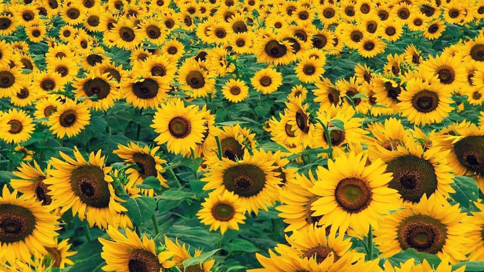 Free download Sunflower wallpaper HD 1600x900 for desktop