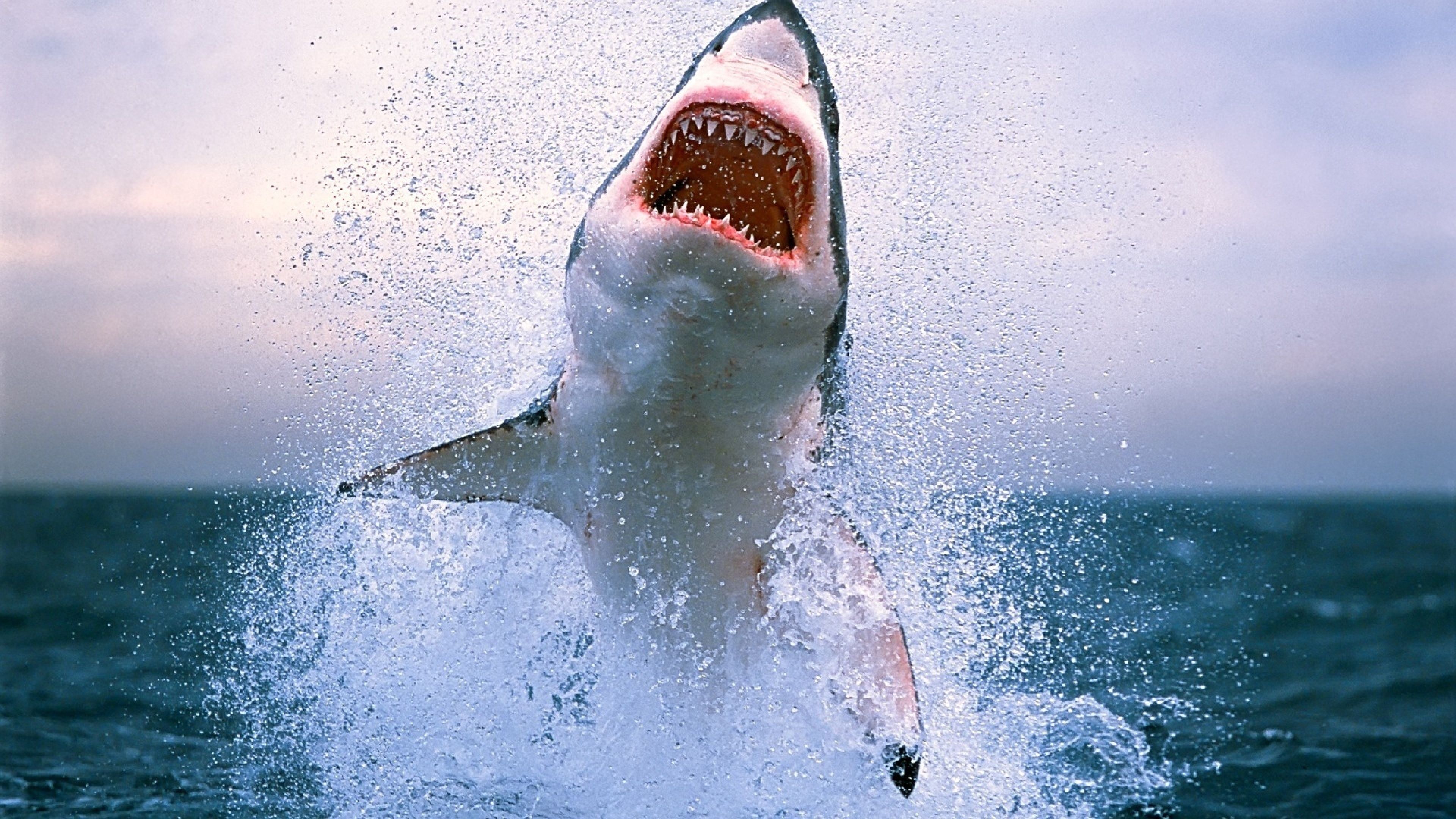 Awesome shark wallpaper in really high quality