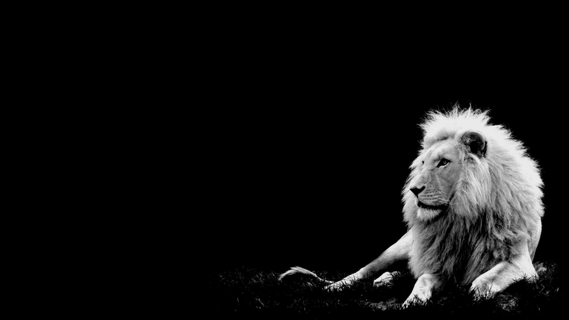 Lion Wallpaper Black And White, Picture