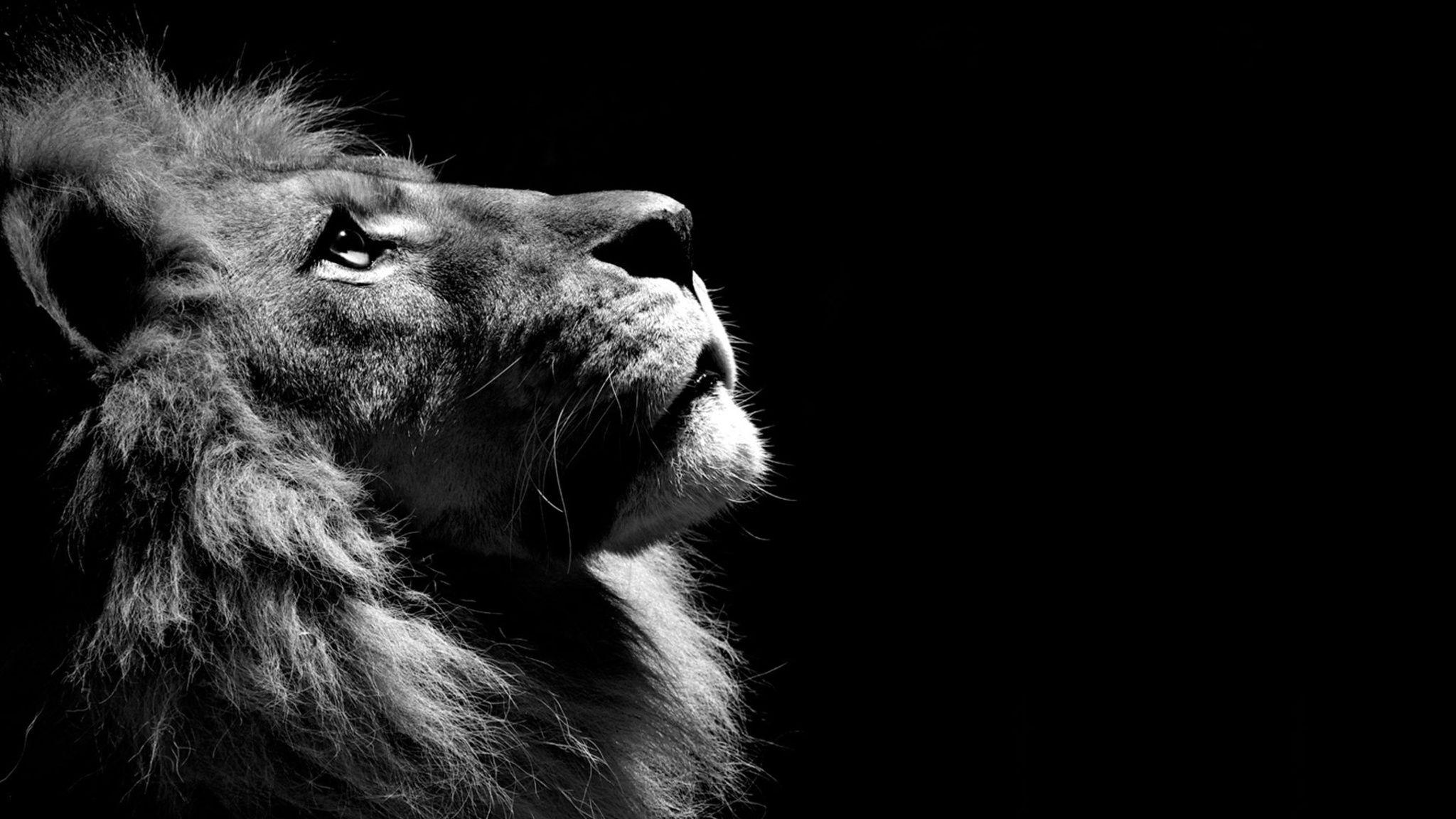 lion black and white HD wallpaper, lion wallpaper