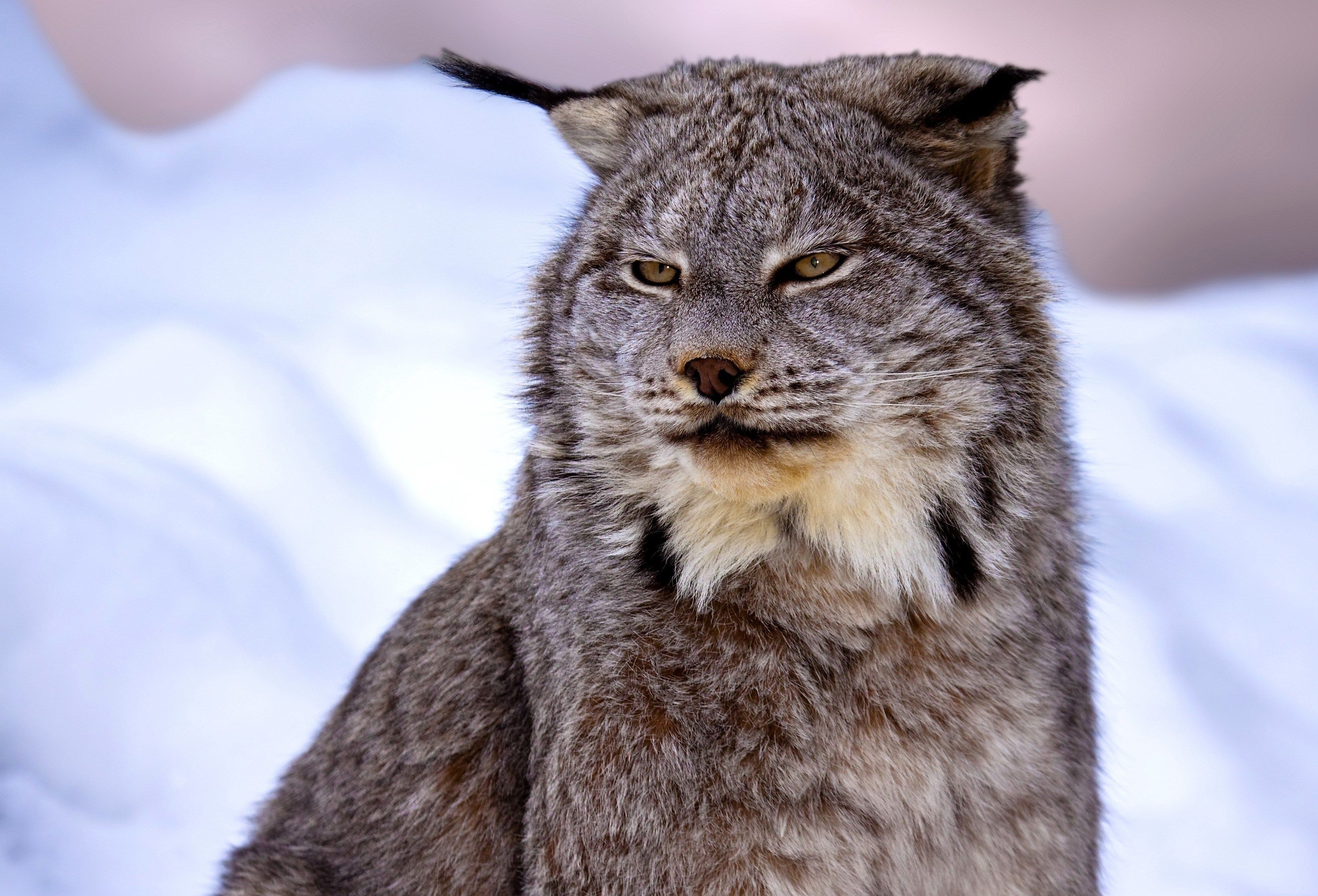 free high resolution wallpaper lynx, 1390 kB Ross