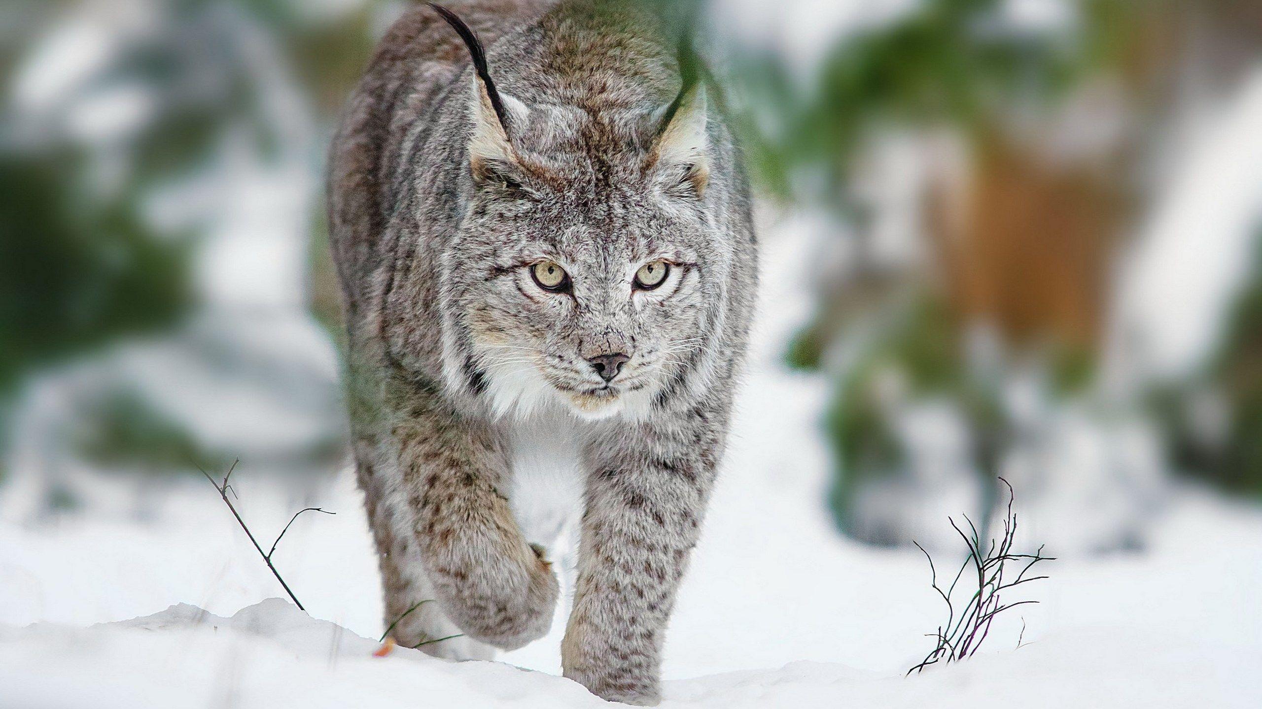 HD Widescreen Lynx wallpaper, Lynx HQ Definition