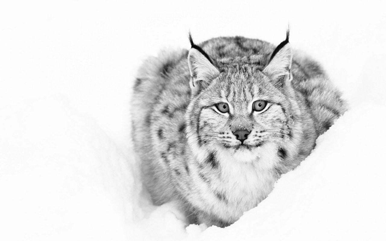 Photo Lynx Big cats Animals Staring