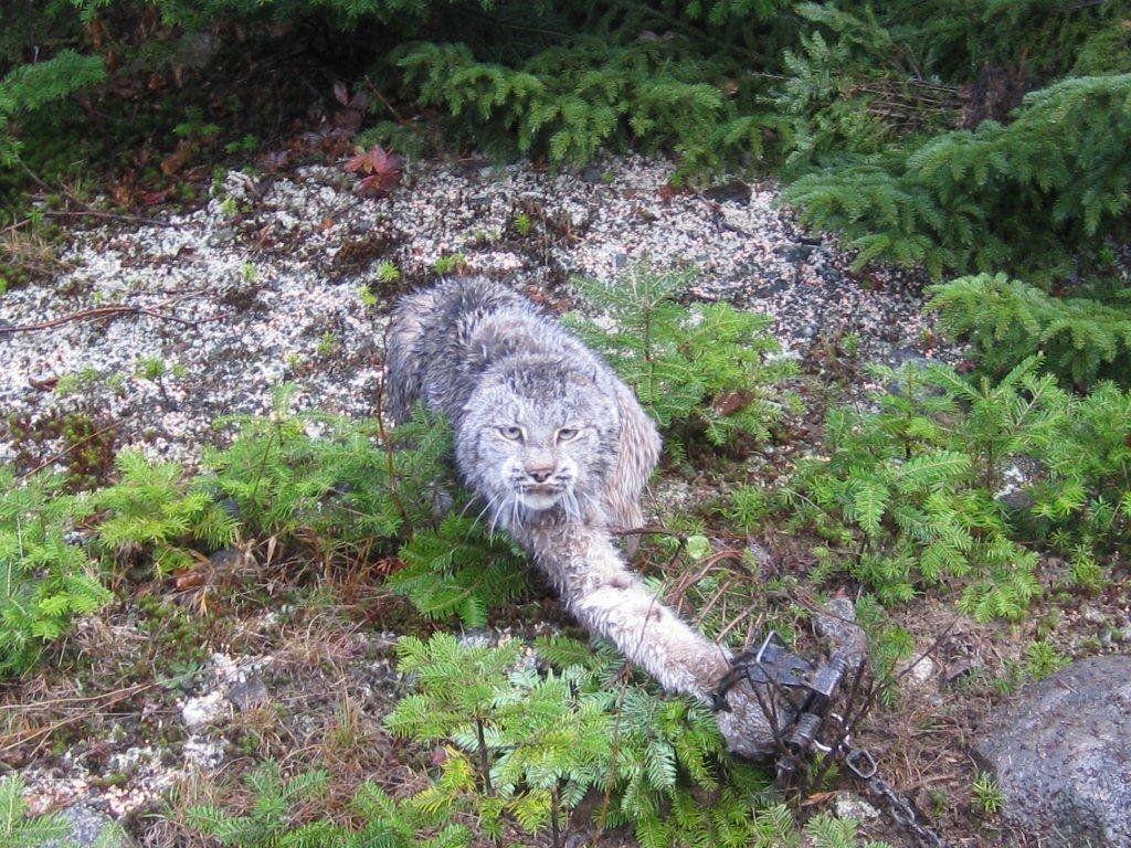 Canada Lynx Caught in Trap