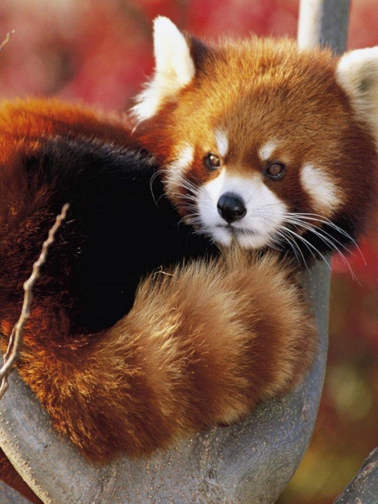 Red Panda iPad wallpaper