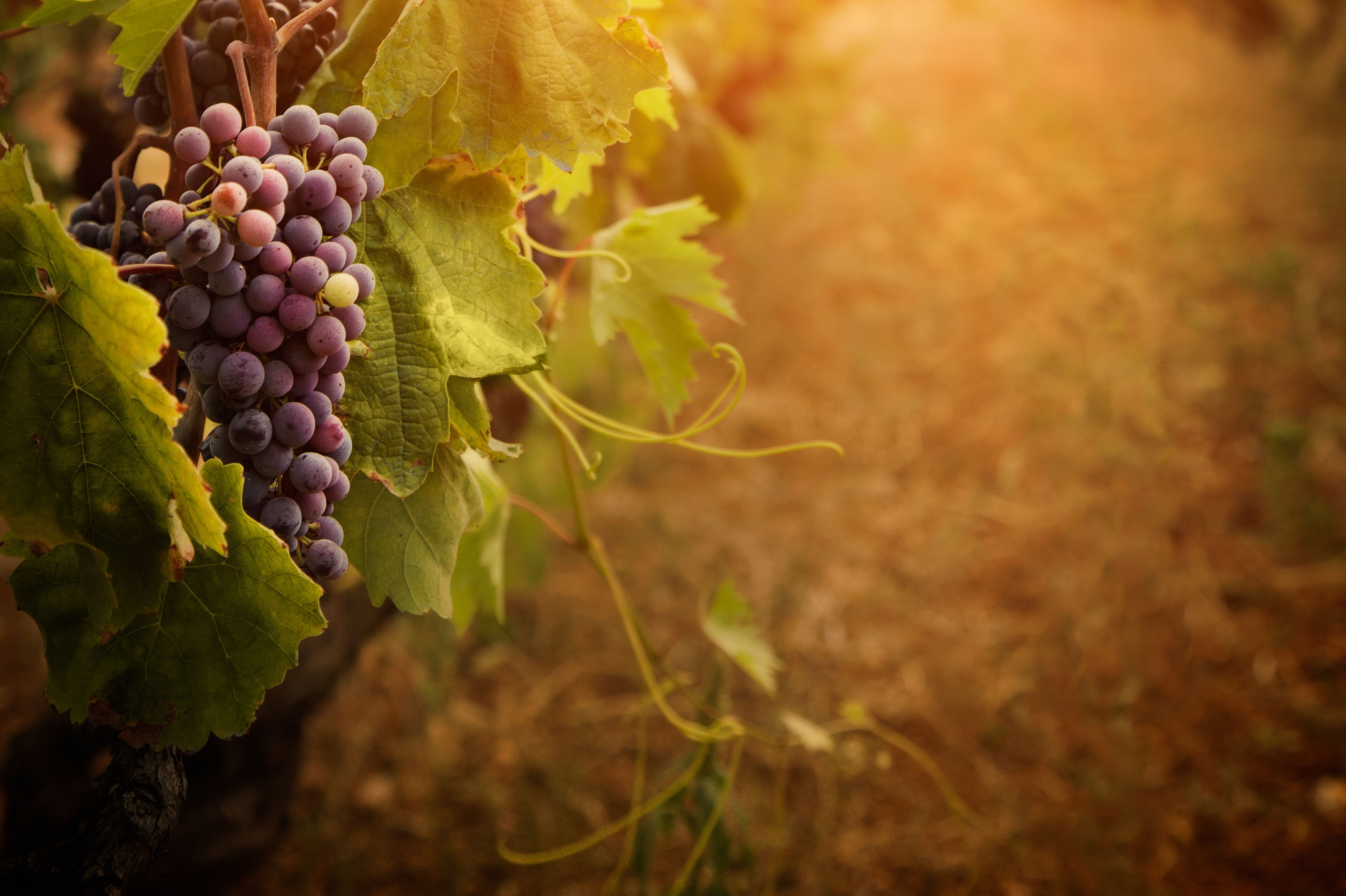 Grapes HD Wallpaper and Background Image