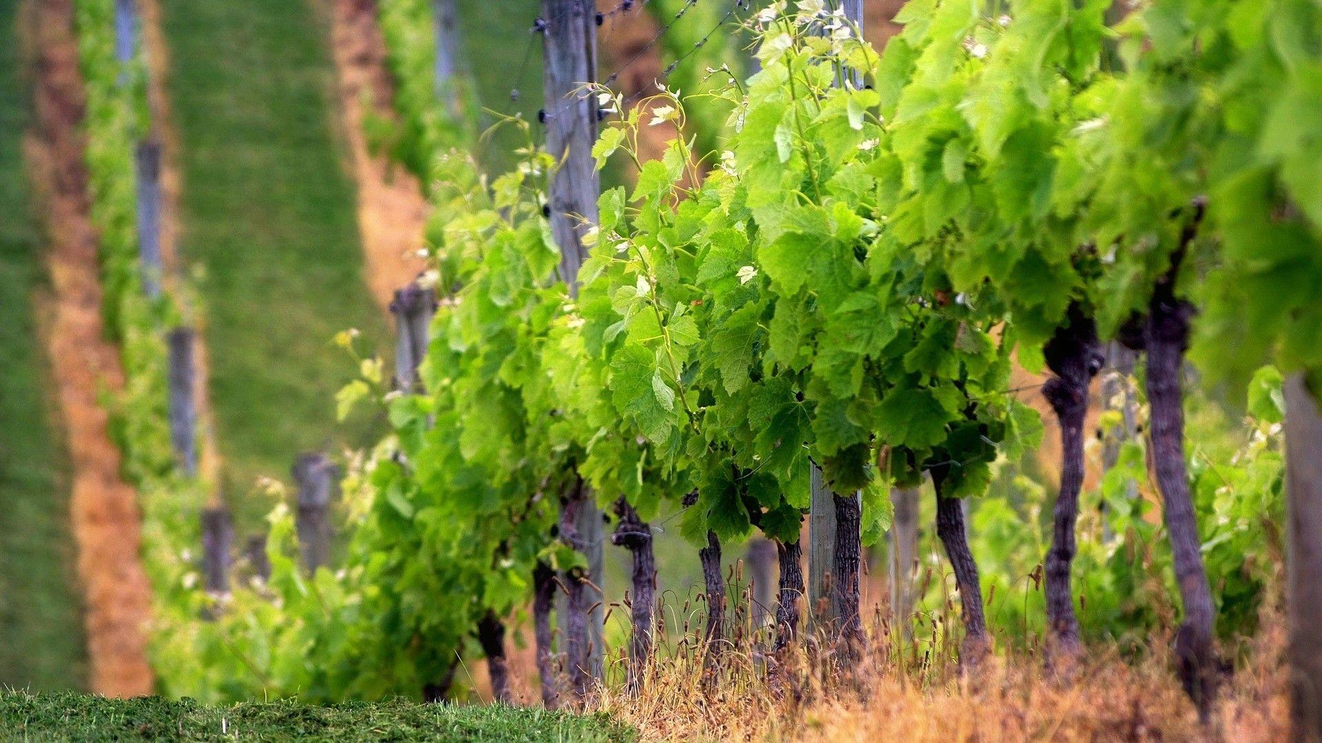 Grape Vines. Android wallpaper for free